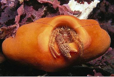 育碧前瞻会2024将于6月11日举行